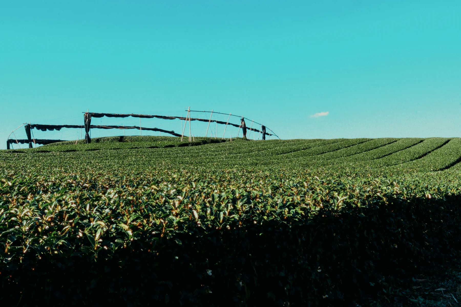 Japanese tea field with shading frames