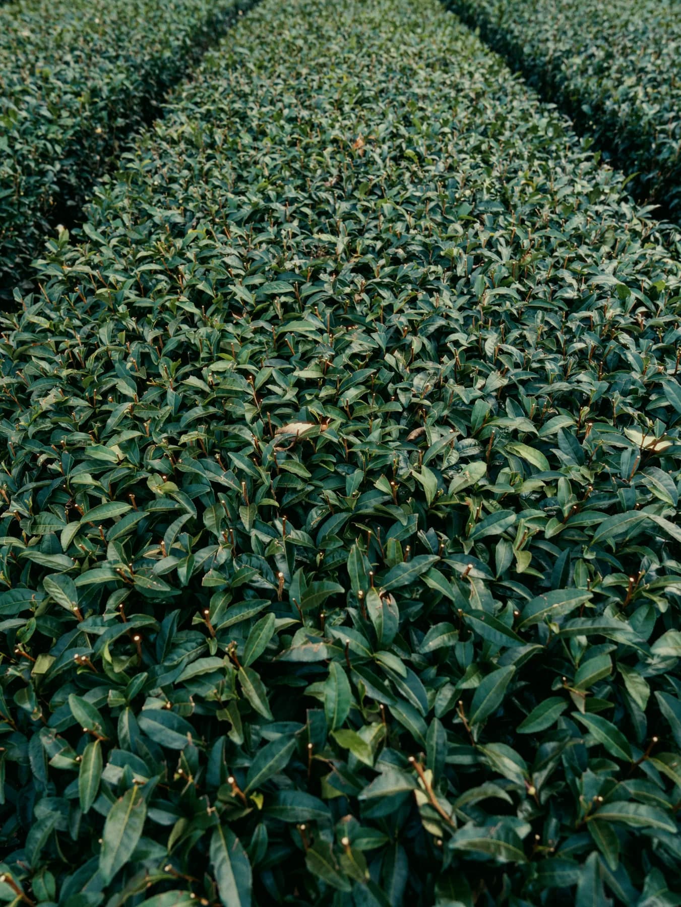 Japanese tea plants in rows