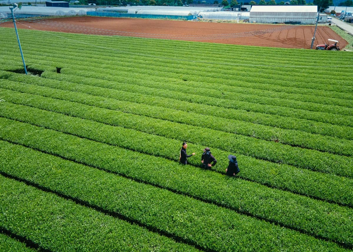 Tea fields in Japan