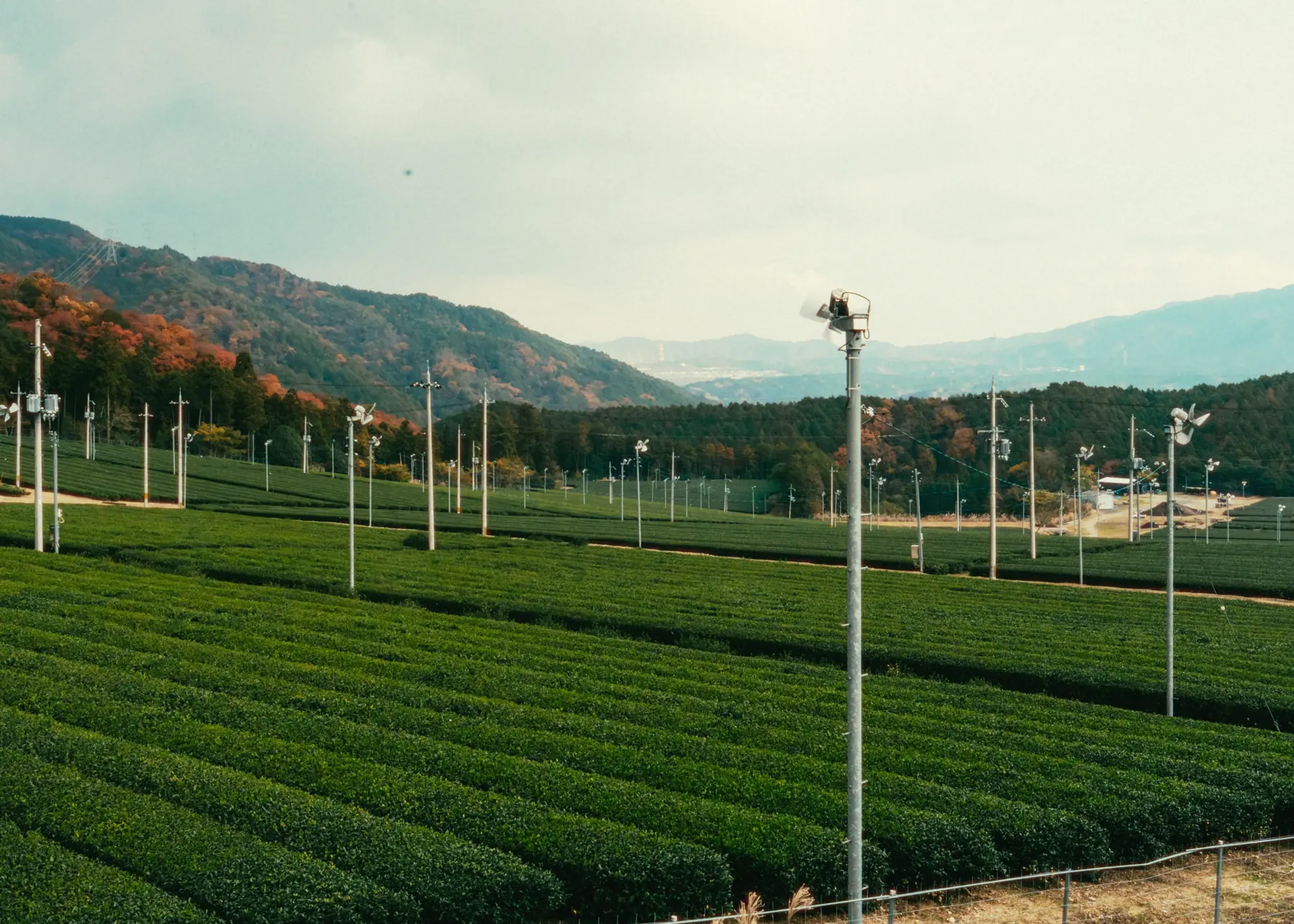 Tea field in Uji with hills beyond